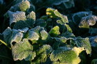 salatblätter mit frost