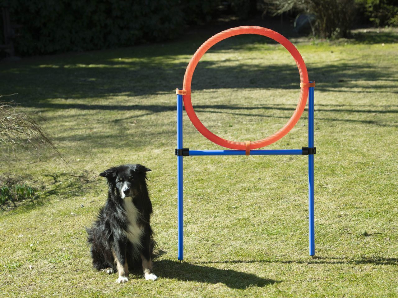 Sprungring für große Hunde, Agility-Set, Hundetraining PR-K3-X