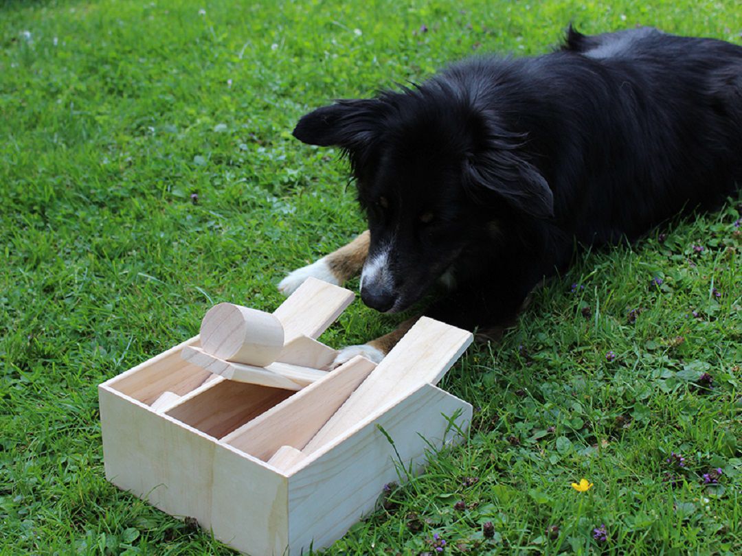 Lernspielzeug für Hunde, Hundepiano, Holz PR-I6