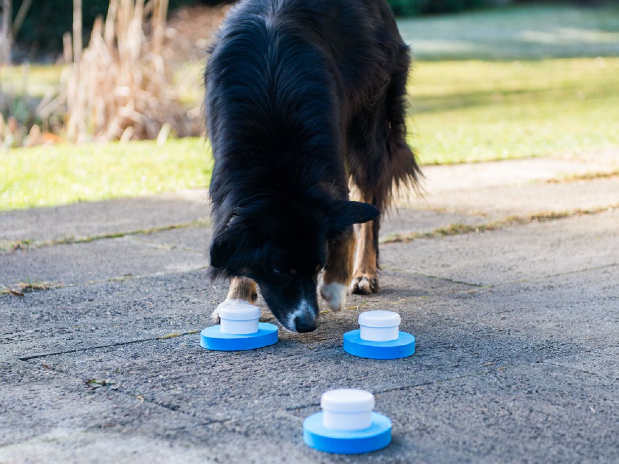 Fährtensuche für Hunde, Schnüffelsspaß, Geruchssinn, Hundetraining PR-I2_3 Fährtensuche für Hunde, Schnüffelsspaß, Geruchssinn, Hundetraining PR-I2_3