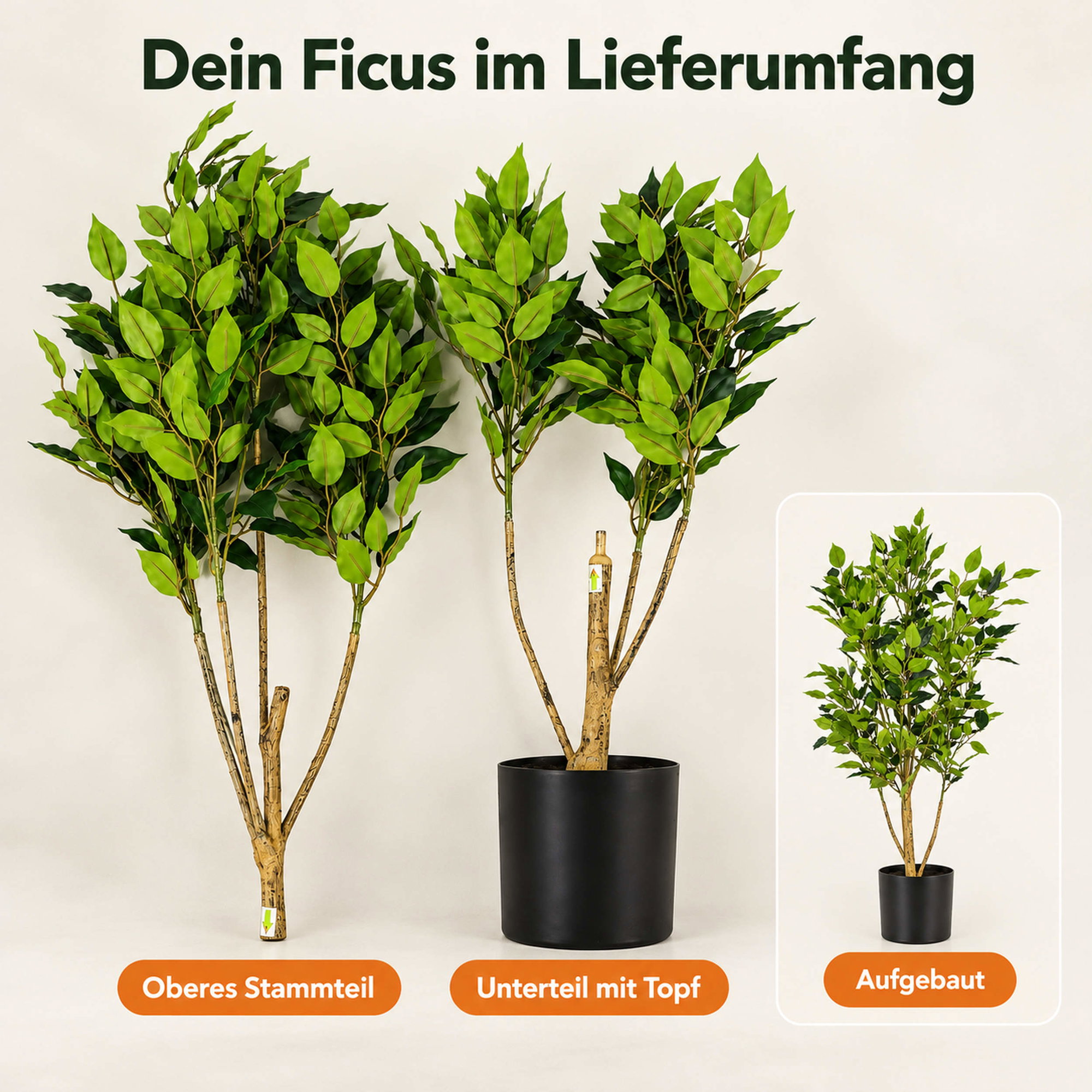 Kunstpflanze Ficus Benjamini ca. 120 cm: Abbildung des Lieferumfangs mit oberem Stammteil, Unterteil mit schwarzem Topf und aufgebauter Pflanze.