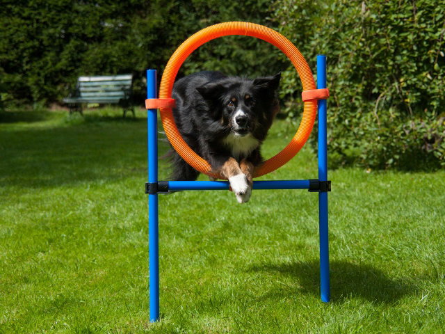 Sprungring mit Tragetasche, Hundetraining, Agility PR-A7