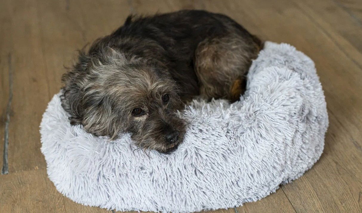 hundebett