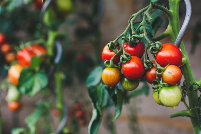 tomate-gewaechshaus rote tomaten