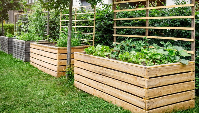 wie-lange-halet-ein-hochbeet-aus-holz Langlebiges Hochbeet aus Holz im Garten bepflanzt mit Gemüse