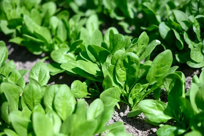 feldsalat beet mit feldsalat