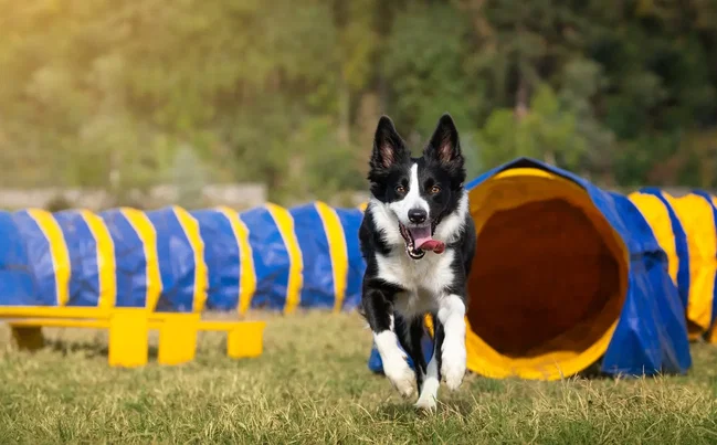 hund im agility-tunnel