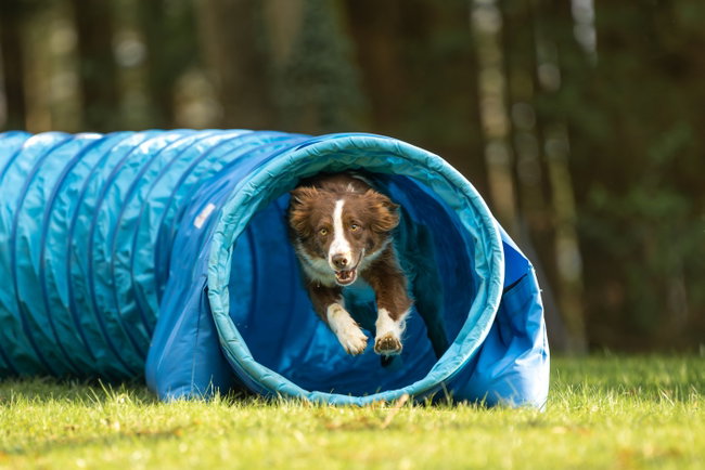 agility-training-im-garten agility-training-im-garten