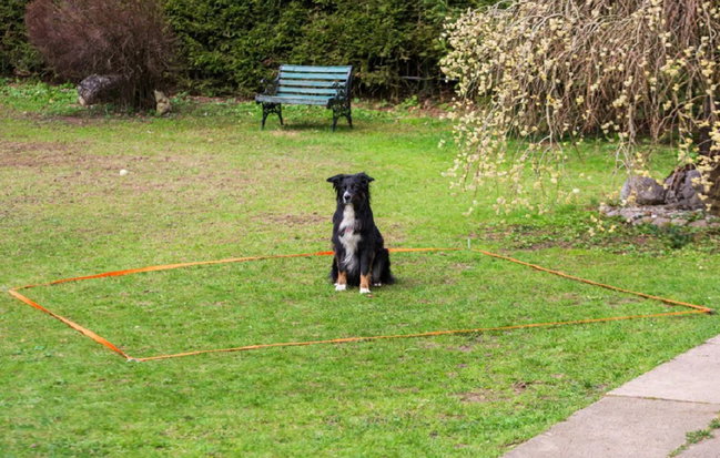 Obedience-Set-Hunde hund sitzt in einem quadrat und wartet - obedience