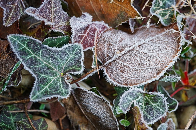frost-g3b0a712ae_1280 morgenfrost auf efeublättern