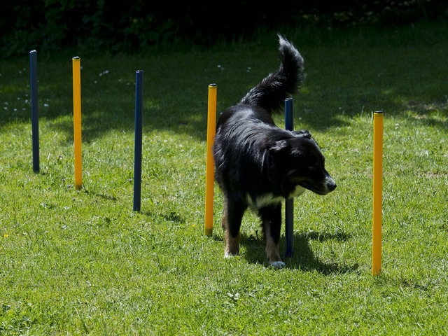 Hundetrainings-Set, Agility, Slalom, Hürde, Starter-Set Hundetrainings-Set, Agility, Slalom, Hürde, Starter-Set