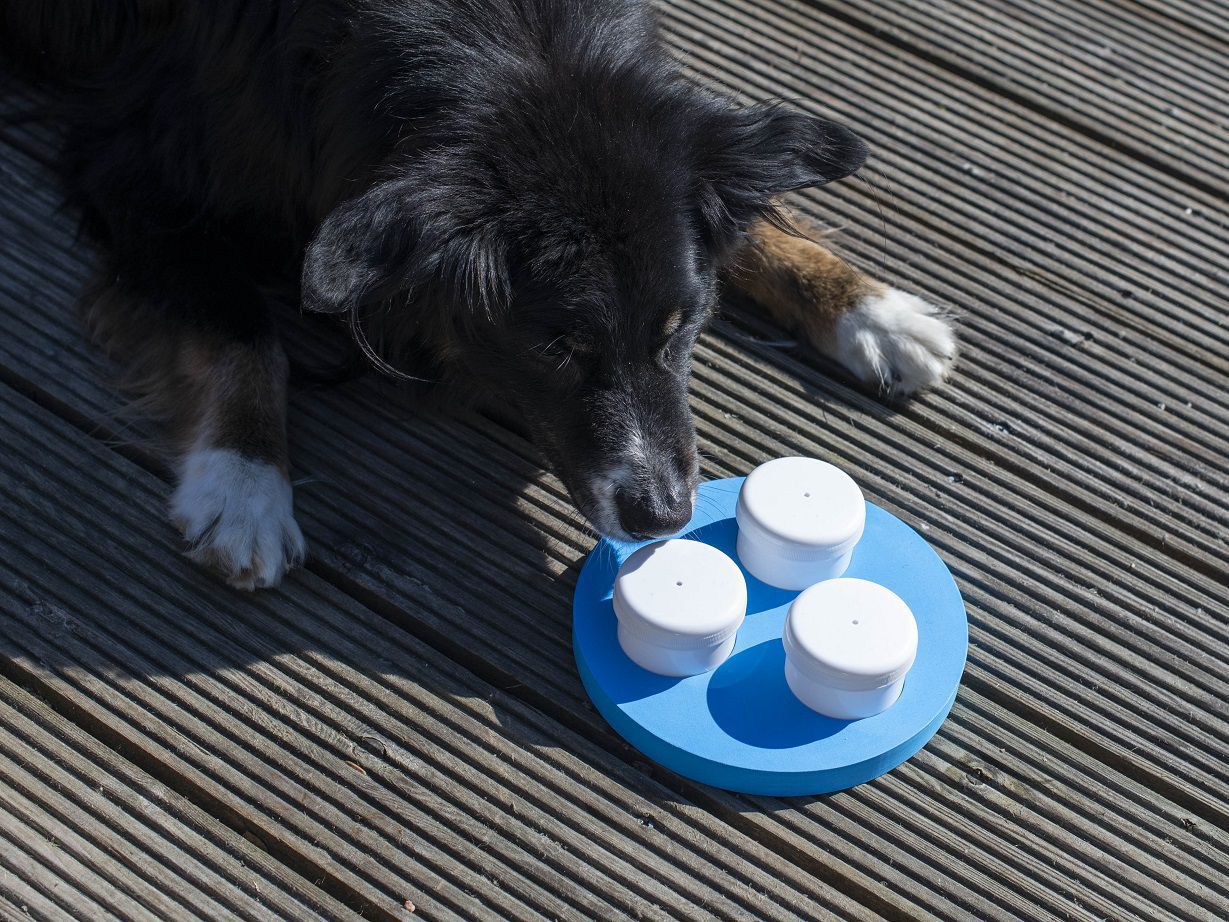 Schnüffelset für Hunde mit drei Dosen, Geruchssinn Hundetraining PR-S10 Schnüffelset für Hunde mit drei Dosen, Geruchssinn Hundetraining PR-S10