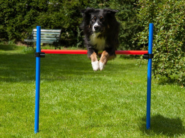 Hürde mit Tragetasche, Hundetraining, Agility PR-A8 Hürde mit Tragetasche, Hundetraining, Agility PR-A8