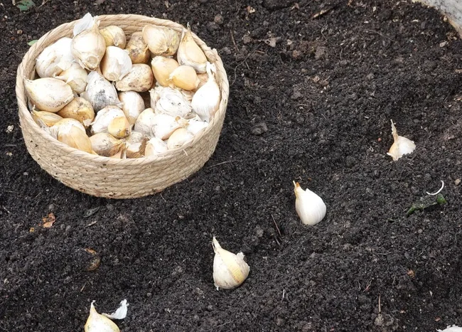 knoblauch in erde stecken
