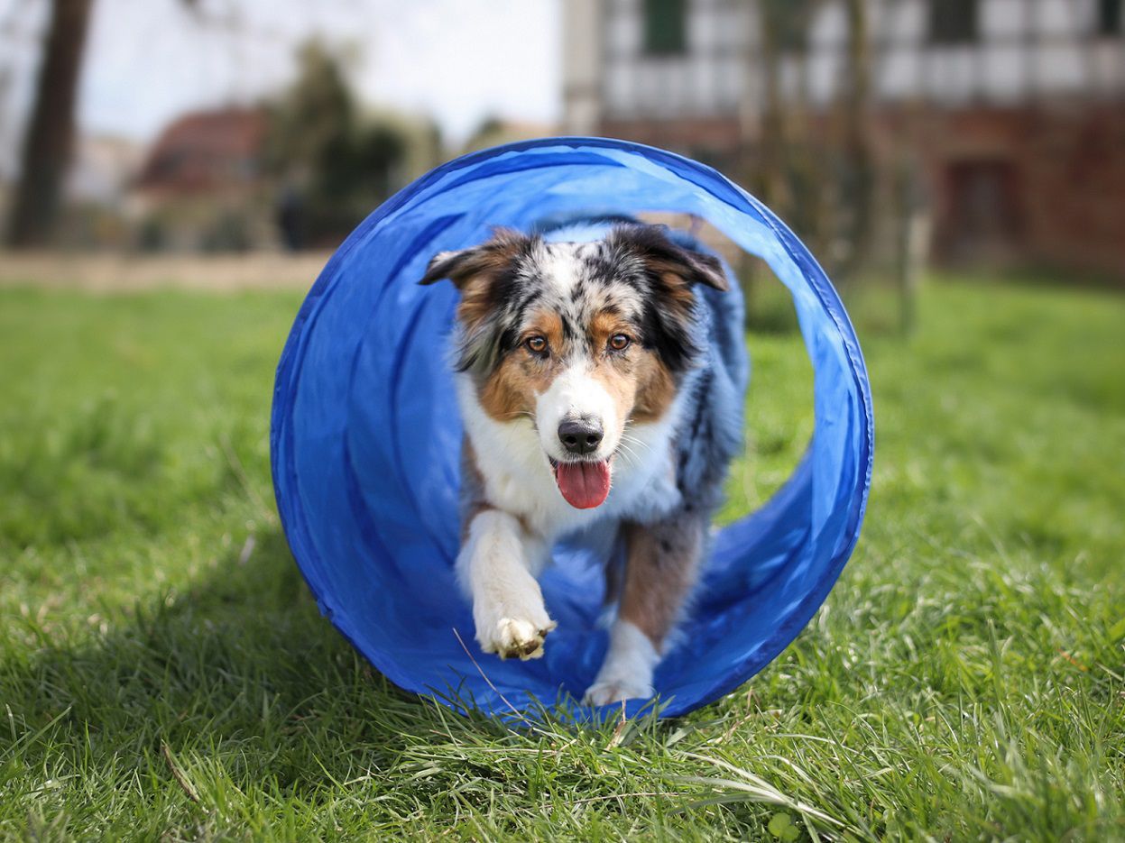 Tunnel für Hundesport, 50x300 cm, Agility Training mit Hunde PR-A5-C