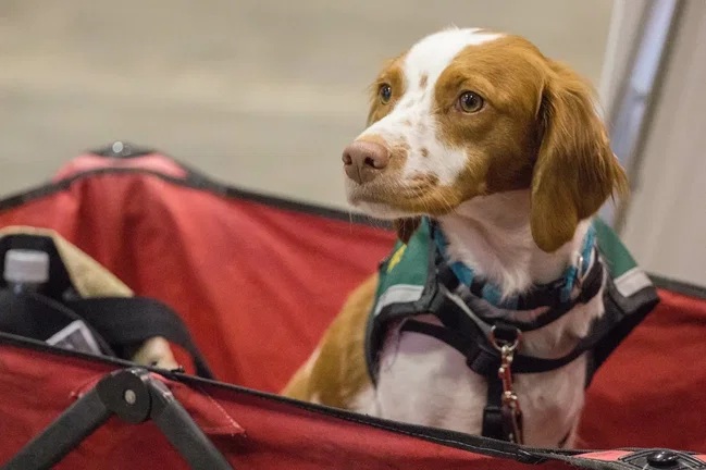 bollerwagen-hunde hund im anhänger