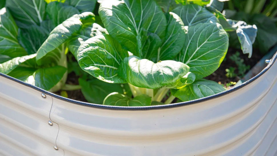 Aluminium-Hochbeet im Garten – langlebig, modern und pflegeleicht