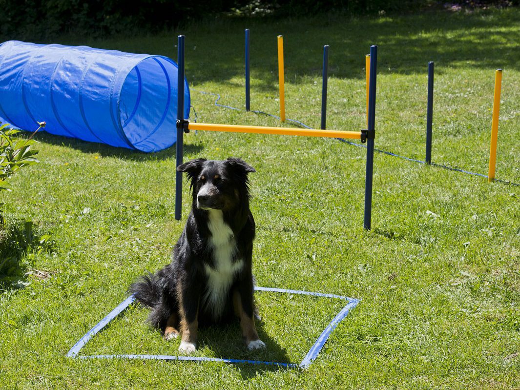 Hundetrainings-Set, Agility, Slalom, Hürde, Tunnel, Starter-Set PR-A1