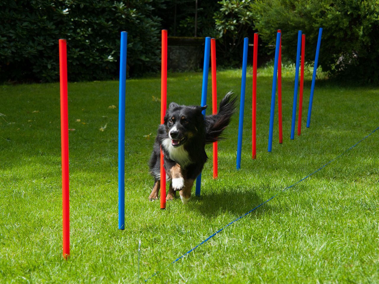 Premium Slalomstangen 12er Set, Agility-Set für Hunde PR-A9