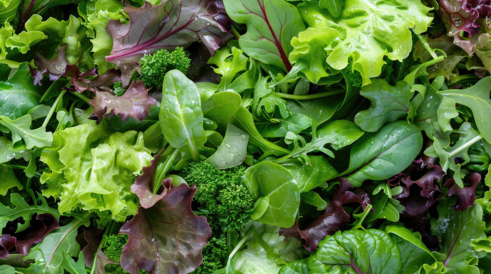 salat-im-hochbeet-pflanzen Frischer grüner Salat wächst in einem Hochbeet aus Holz im Garten