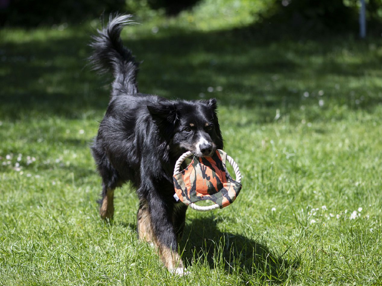 Wurfscheibe Dummy, Hundetraining, Fangspielzeug PR-D3