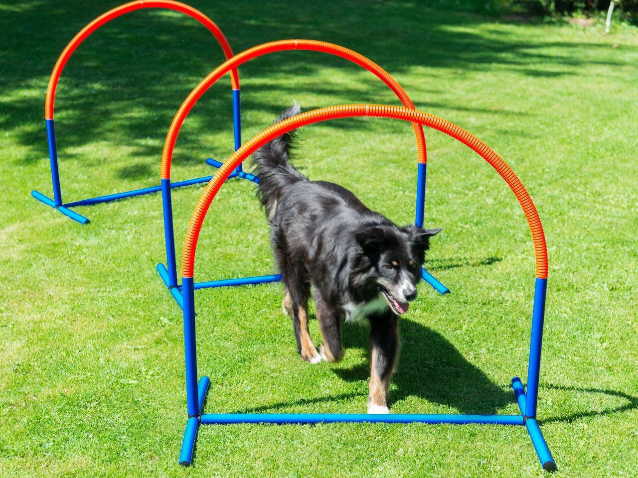 Hoopers Agility, Hundetraining, Hundesport PR-A11B