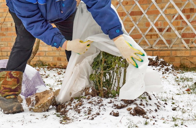 Wintervlies für Pflanzen – effektiver Frostschutz im Garten