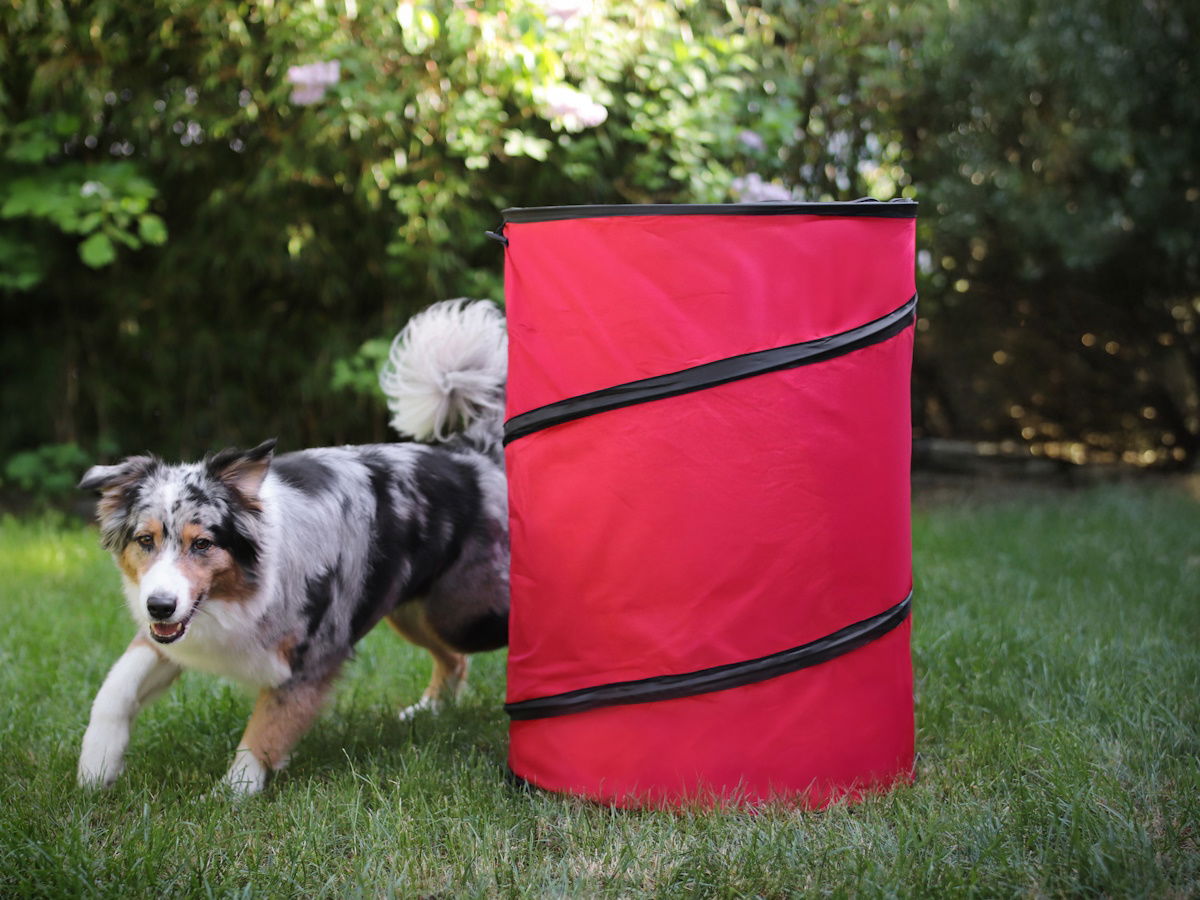 Hoopers Tonne für Hundesport, Hundetraining ohne Sprünge, Agility
