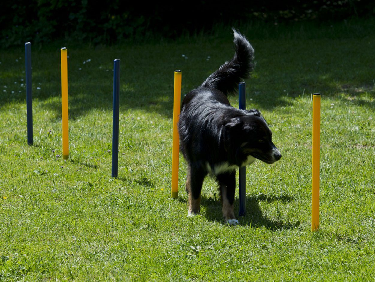 Agilty Set für Hunde, Hürden- und Stangen-Set, Hundetraining, Hundesport PR-SAD2037-P