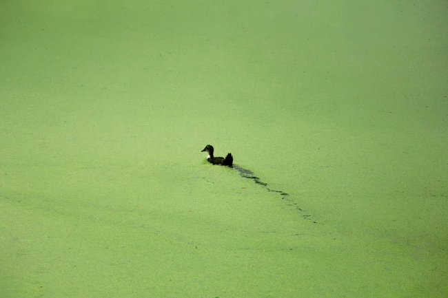 Stosschlorung-blog-poolplatz ente schweimmt durch komplett grün veralgten teich