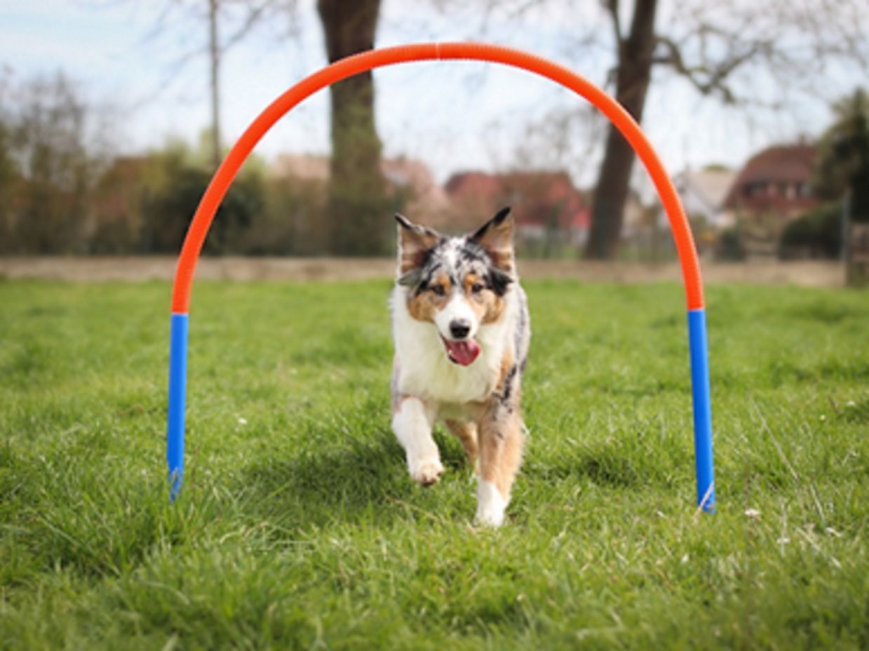 Hoopers Set mit 4 Bögen, Agility Set, Hundesport, Hundetraining PR-A20