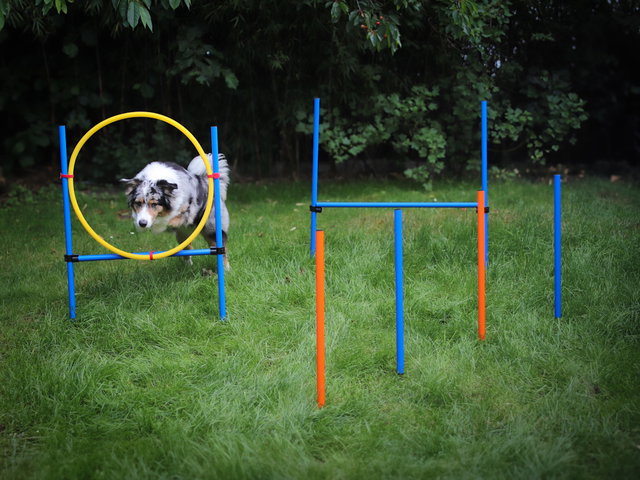 Hunde Agility Training Set, Hundetraining, Hundeparcour Einsteiger-Set Hunde Agility Training Set, Hundetraining, Hundeparcour Einsteiger-Set
