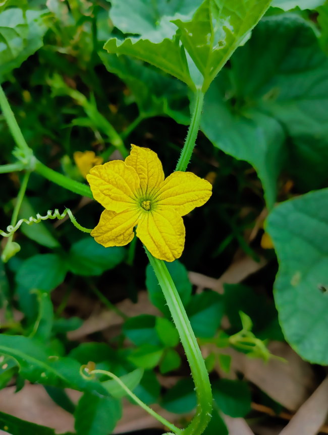 tomatenblüte