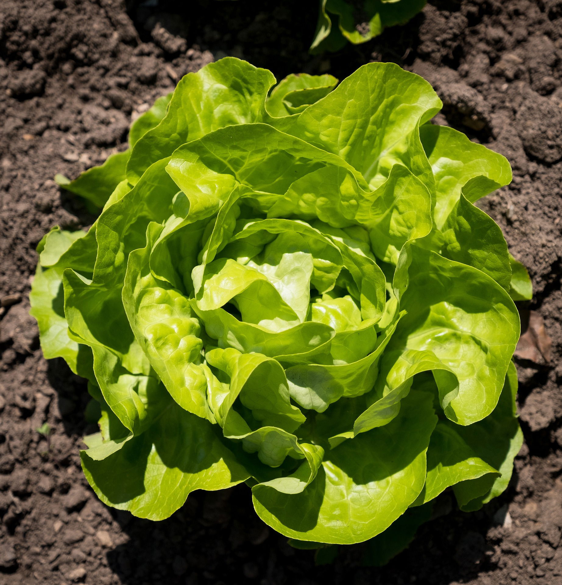 ein großer grüner kopfsalat