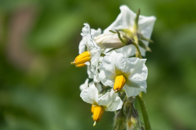 kartoffelblüte